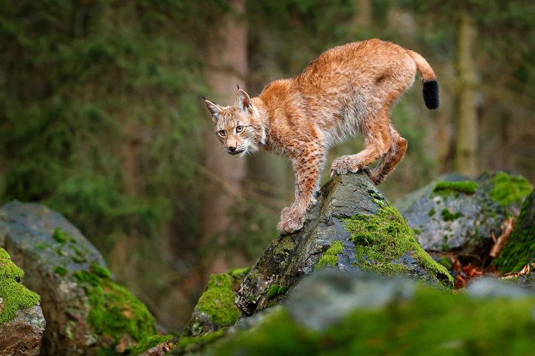 Lynx on mossy rock