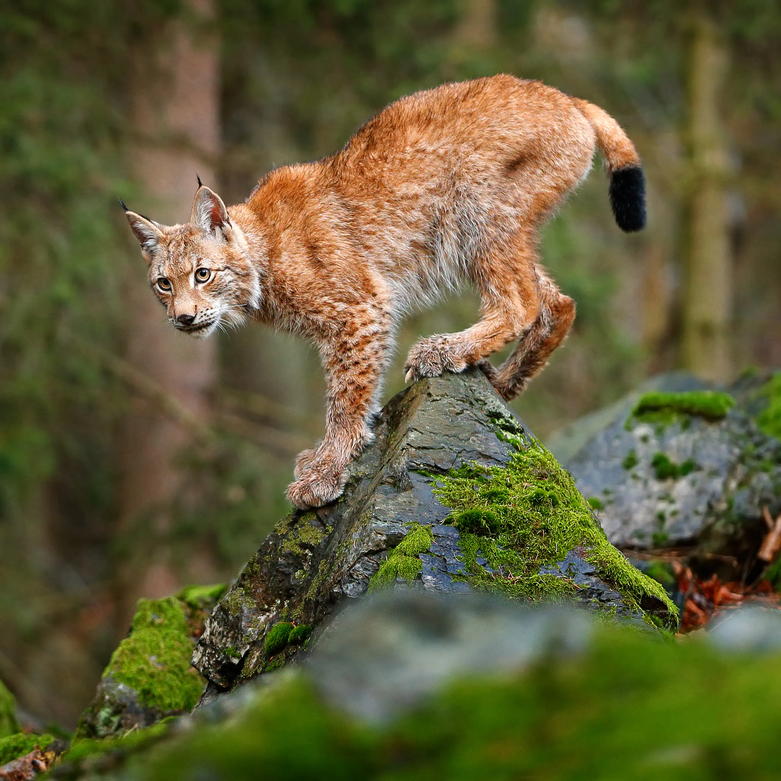 Lynx on mossy rock