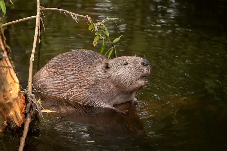 Beaver in river