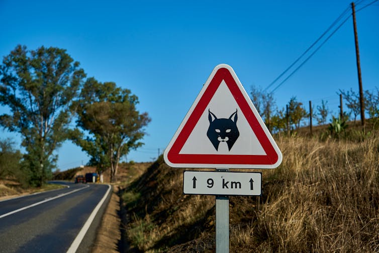 Lynx warning road sign