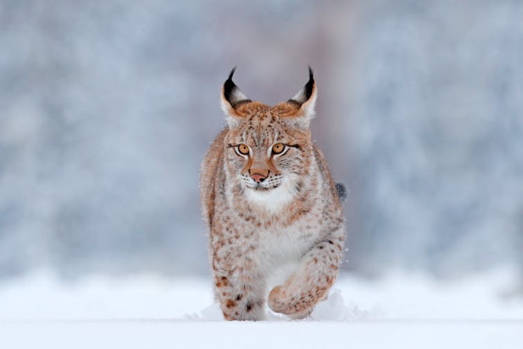 Lynx in snow