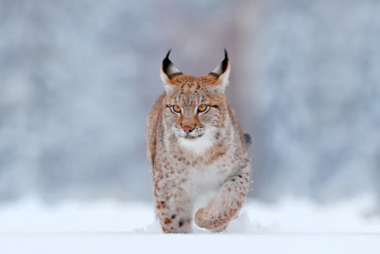 Lynx in snow