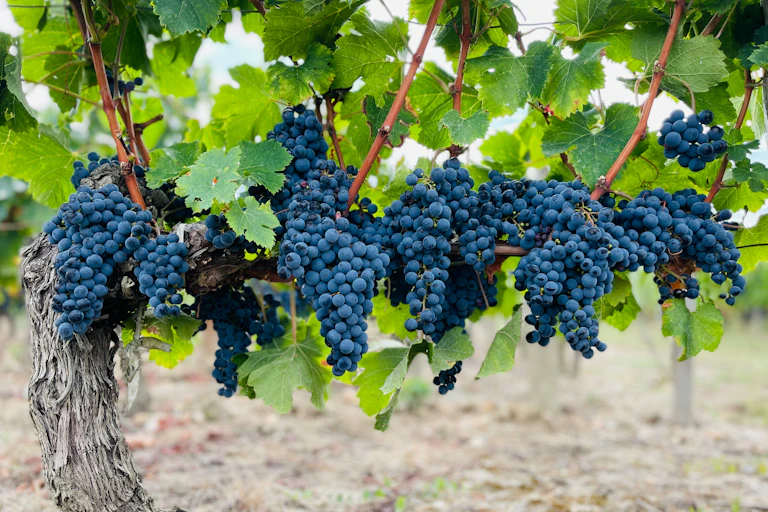 Grappes de raisin.