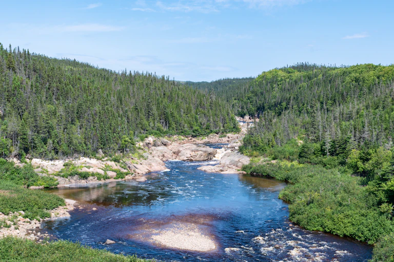 Une rivière sauvage, bordée par une forêt de conifères