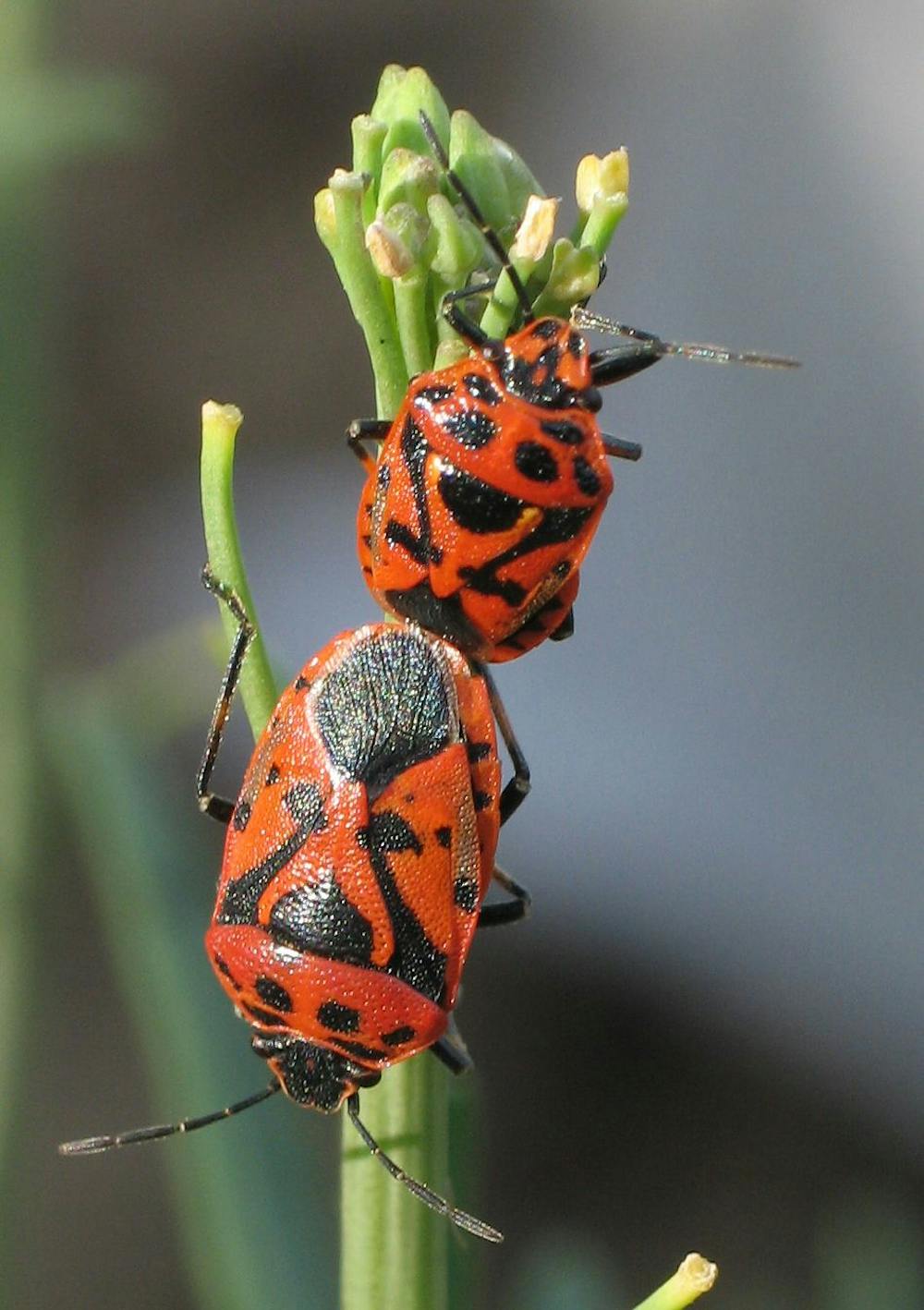 In Defence Of The Stink Bug In Defence Of The Stink Bug