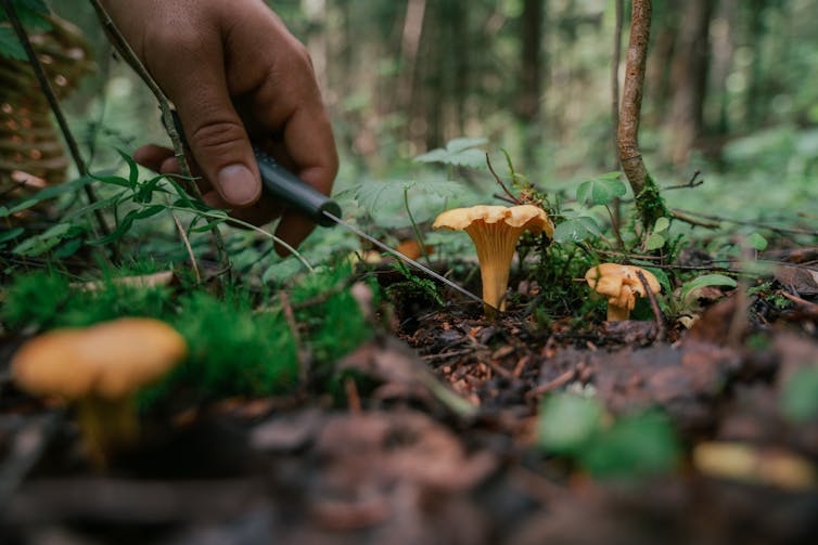 Close-up of someone's hand cutting a mushroom stalk from a forest floor with a knife