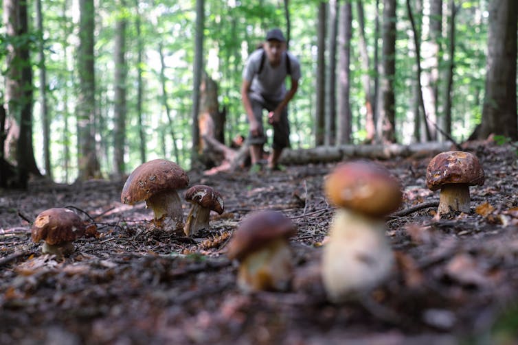 A man walks through a forest toward short, brown-capped mushrooms growing out of the forest floor