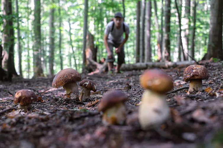 Un homme marche dans une forêt en direction de petits champignons à tête brune qui poussent sur le sol de la forêt