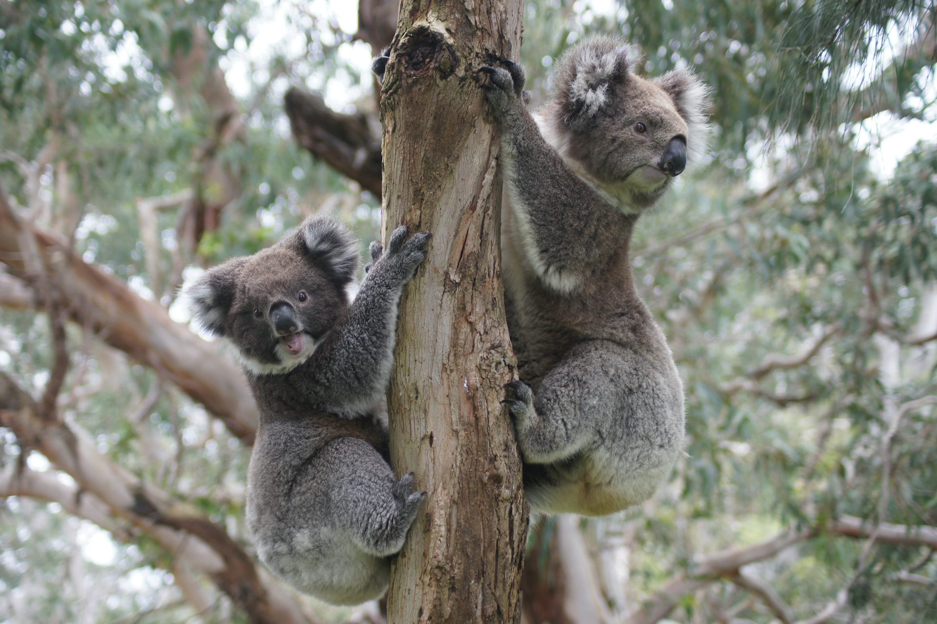 two koalas holding onto a tree trunk