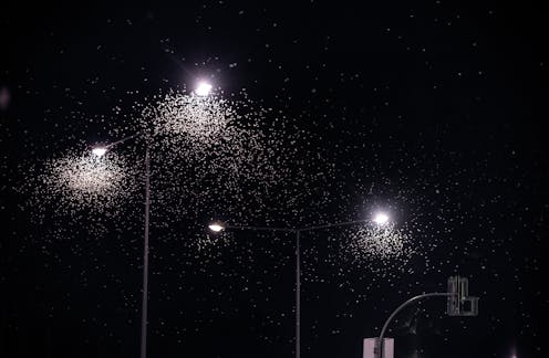 While you sleep, these insects are working hard on the night shift to keep our environment healthy