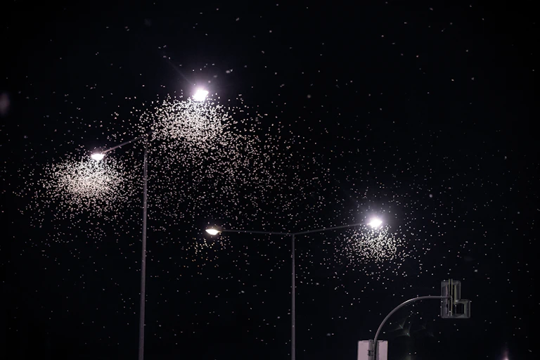 Insects fly around lights at night