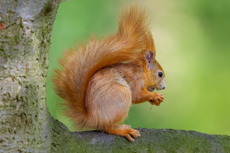 A red squirrel perched on a tree trunk nibbling a nut.