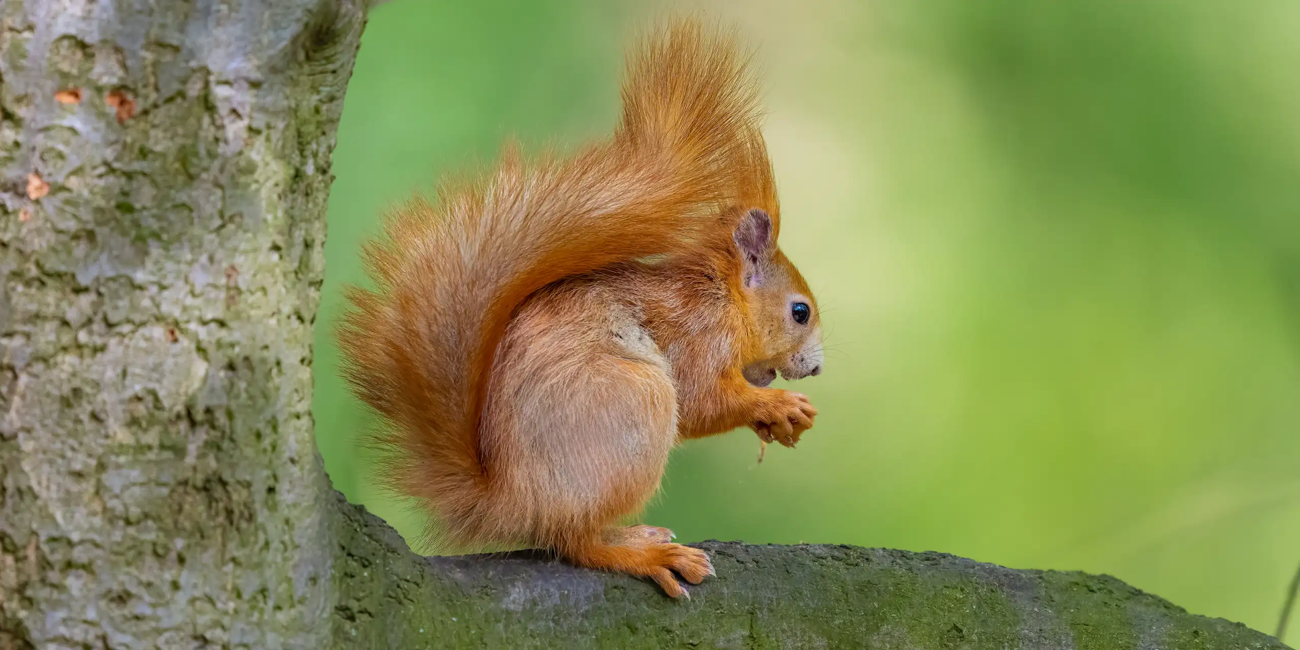A red squirrel perched on a tree trunk nibbling a nut.