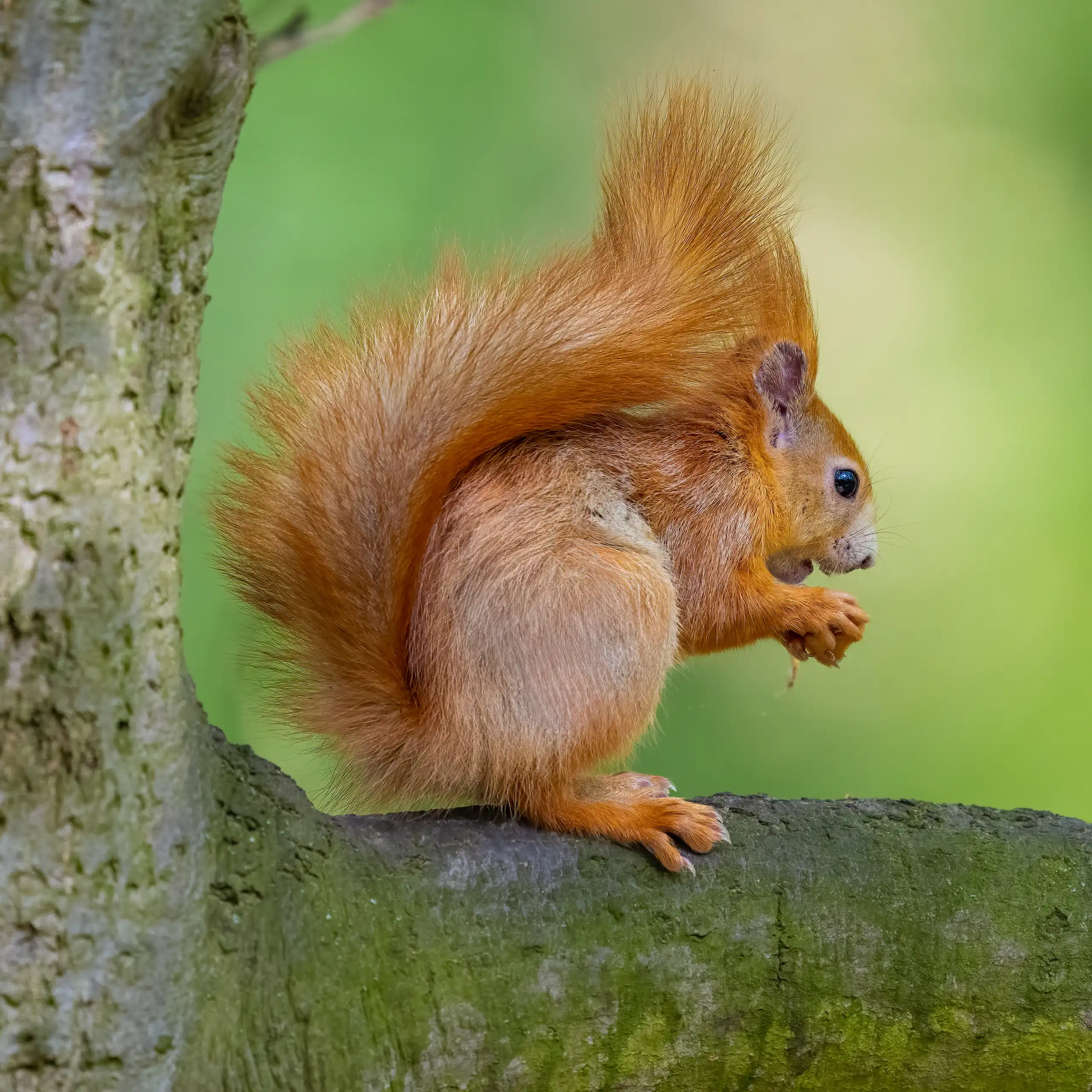 A red squirrel perched on a tree trunk nibbling a nut.