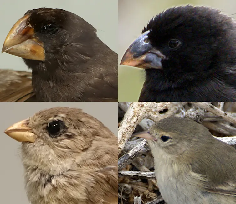 Four images of different finch species.