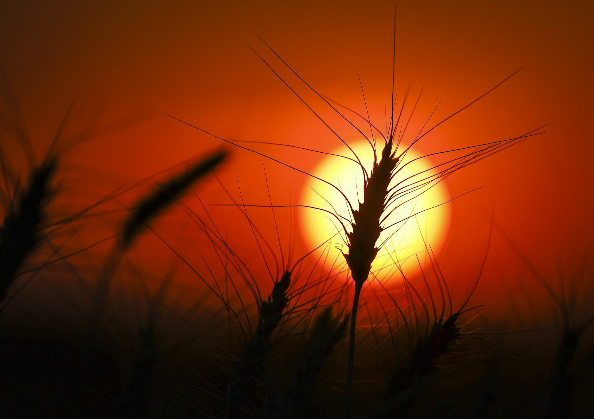 A head of wheat is silhouetted by the sun amid an orange sky.