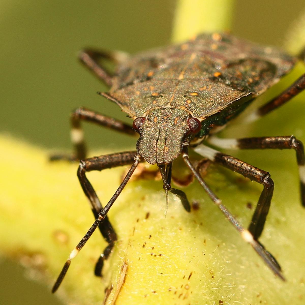 In Defence Of The Stink Bug In Defence Of The Stink Bug
