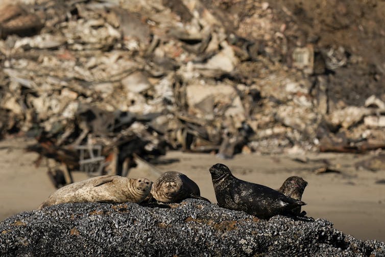 Seals are perched on a rock in front of homes damaged by fire.