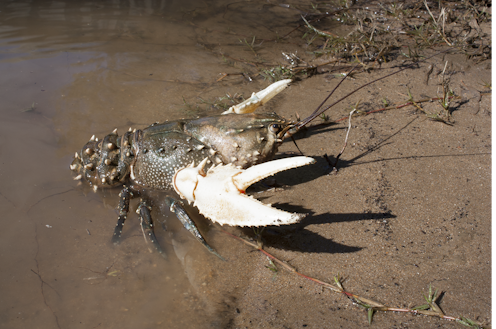 The world’s second largest freshwater crayfish was once plentiful in Australia’s longest river – we’re bringing it back