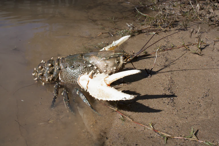 A Murray crayfish emerging from the river with claws outstretched
