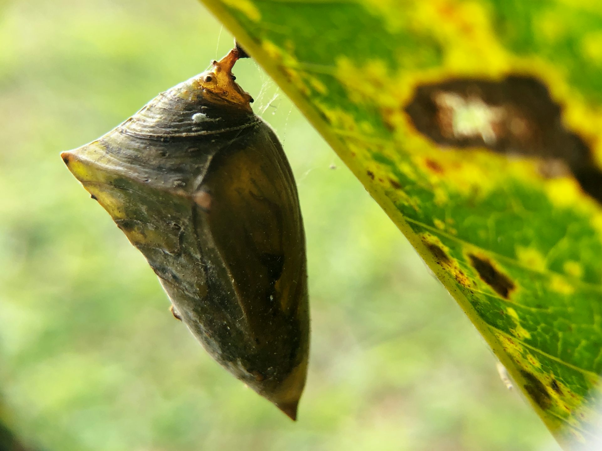 Cocon de papillon
