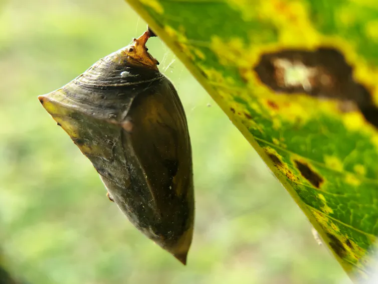 Cocon de papillon