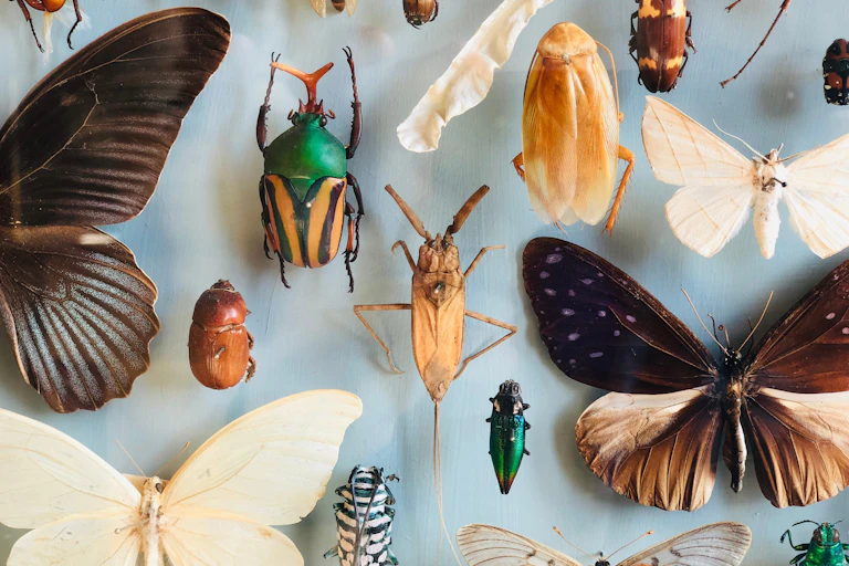 Vitrina de museo con invertebrados.