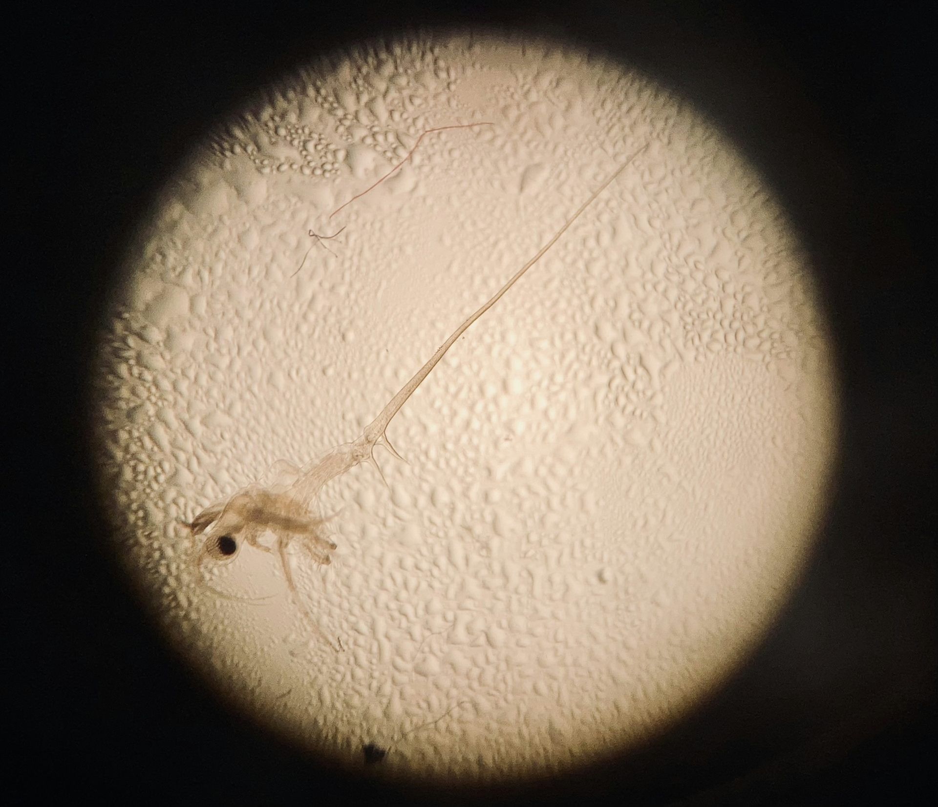 Un petit animal est observé au microscope.