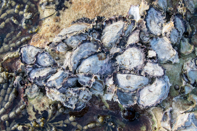 Oysters growing on rocks in the intertidal zone.