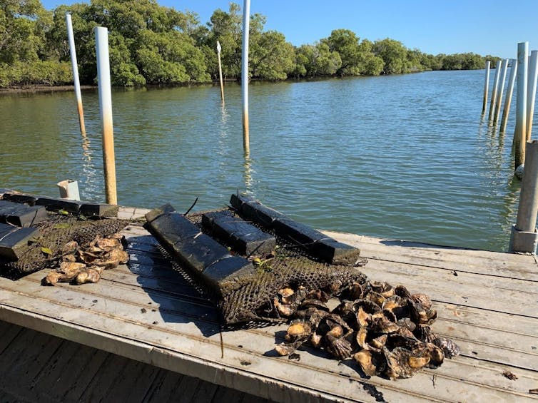 A pile of oysters on a wharf above a river.