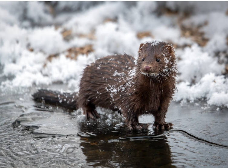 A mink standing in water surrounded by snow.