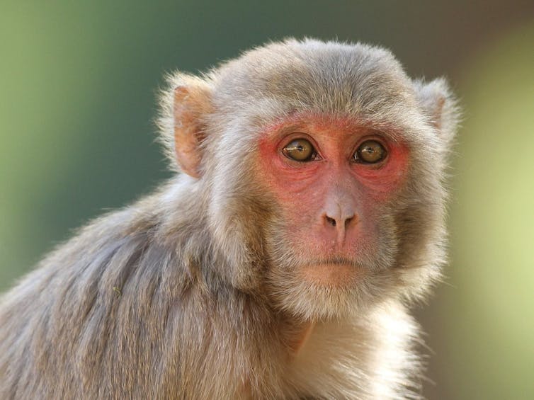 A primate with a long, pink face and light-colored hair.