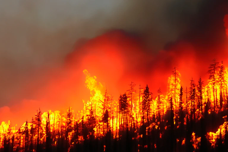 wide shot photo of a forest in bright orange flames