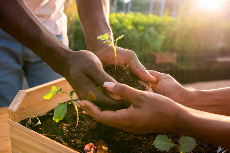Two people hold seedlings, touching hands