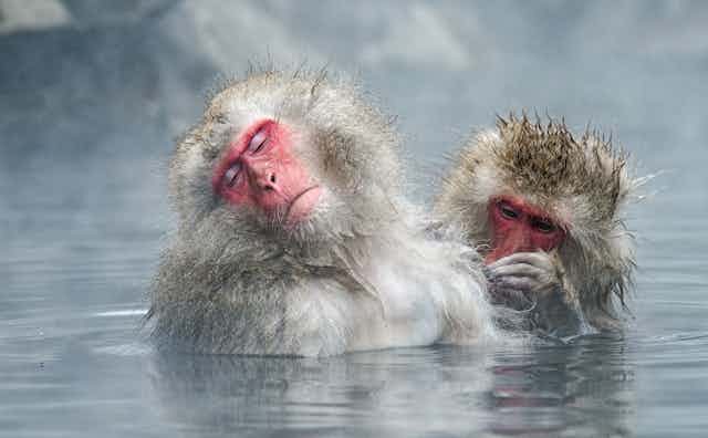 Los primeros humanos europeos frecuentaban los spas?