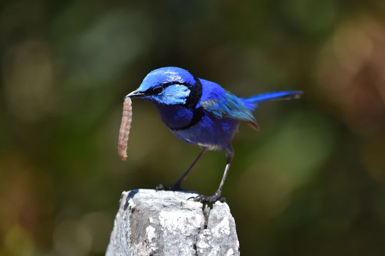 Splendid fairy-wren resting on a post with a caterpillar in its beak