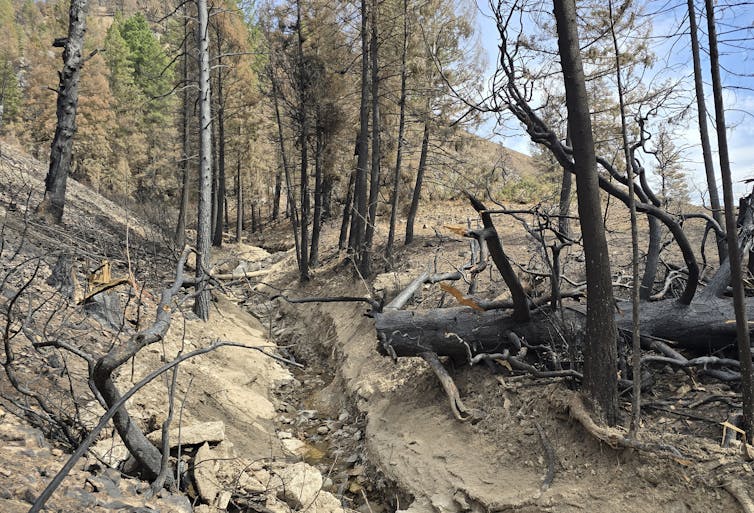 a rut of dried mud, sand and ash shows where a mudflow has passed down a mountainside between trees in a burned area.