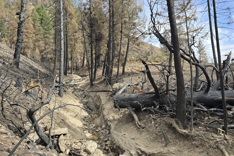 Large burned trees have been carried by debris flows after wildfire, leaving a tangle of debris, mud and ash.