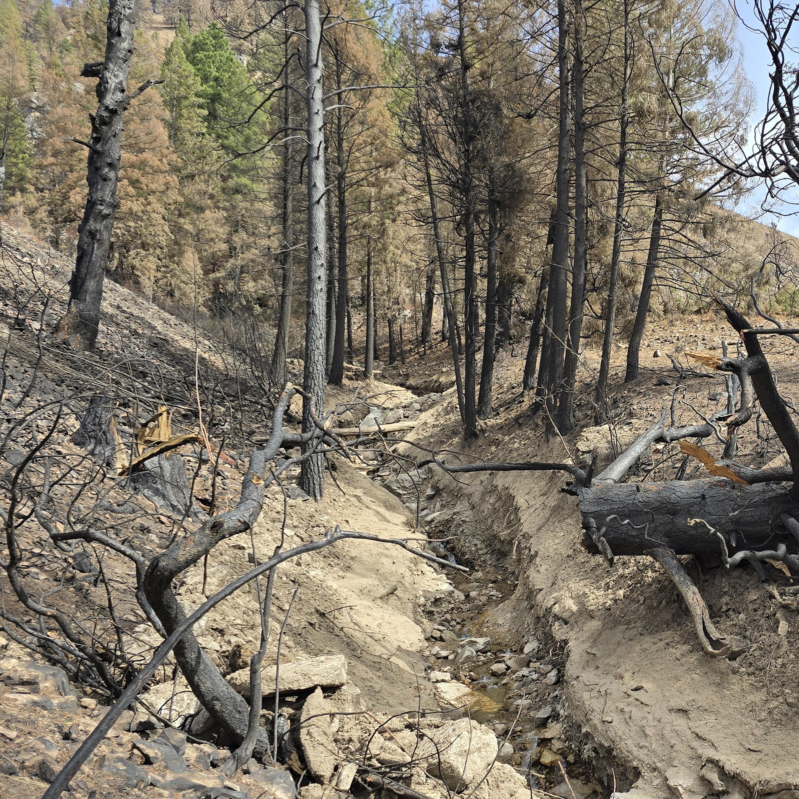 Large burned trees have been carried by debris flows after wildfire, leaving a tangle of debris, mud and ash.