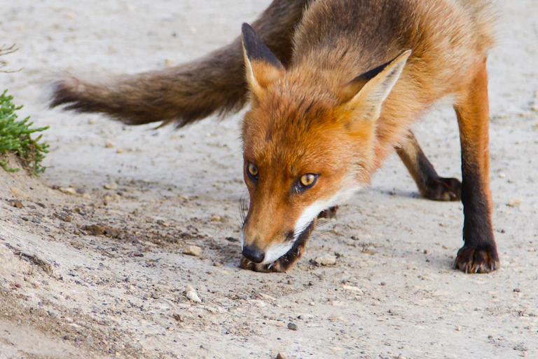 fox scenting ground