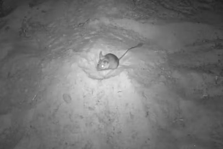 hopping mouse digging up bait
