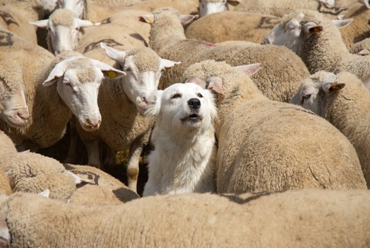 A white dog among a dense flock of sheep.