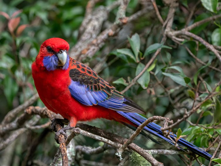 red and blue bird on a branch