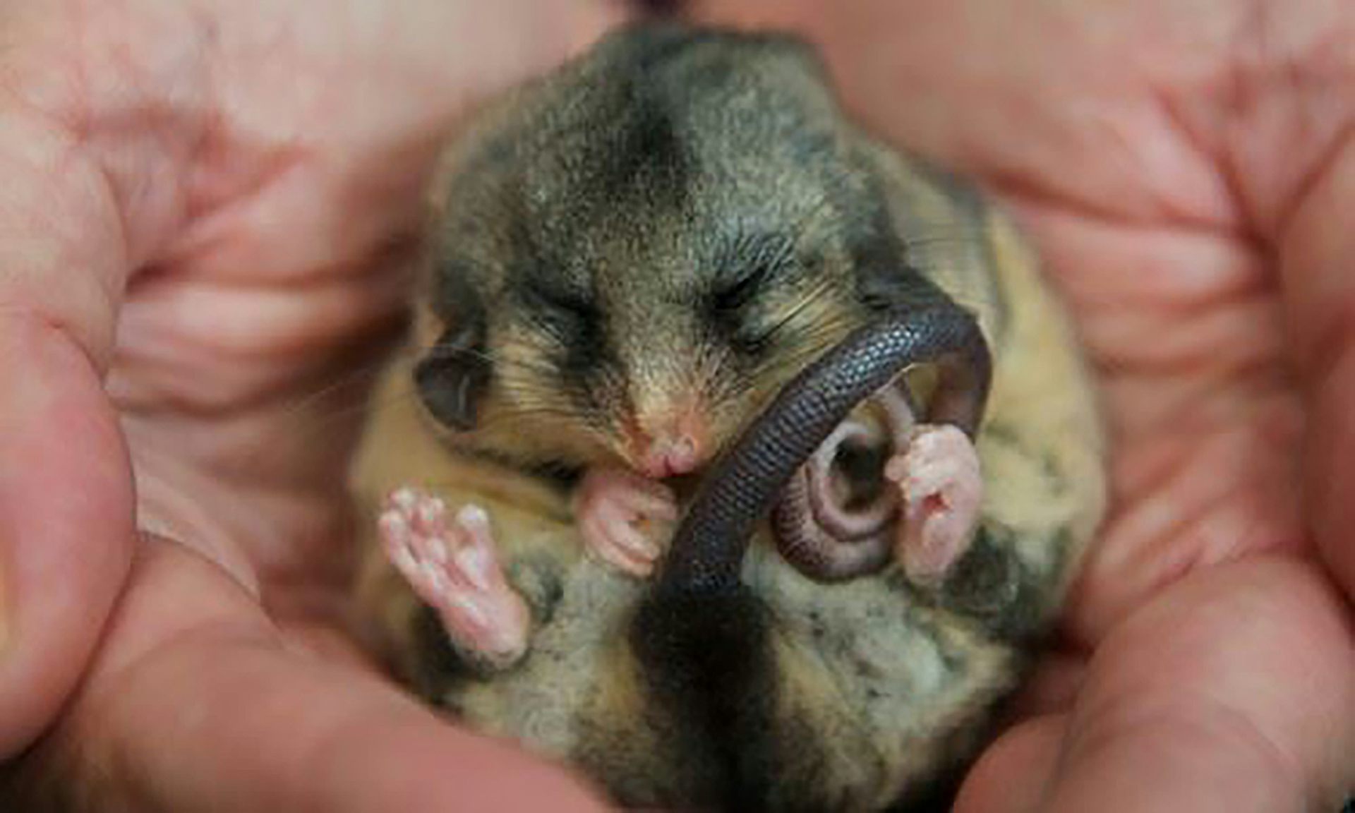 small possum sleeping in a human hand