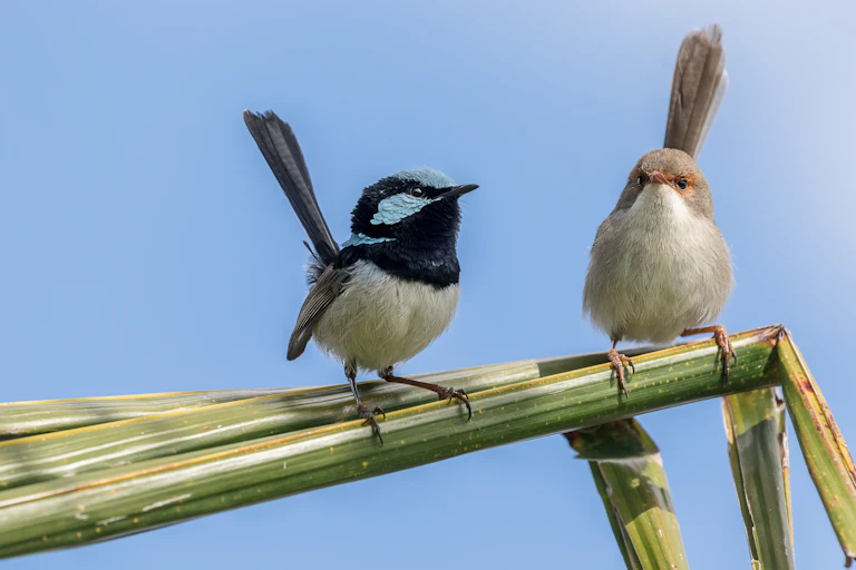 two superb fairy wrens