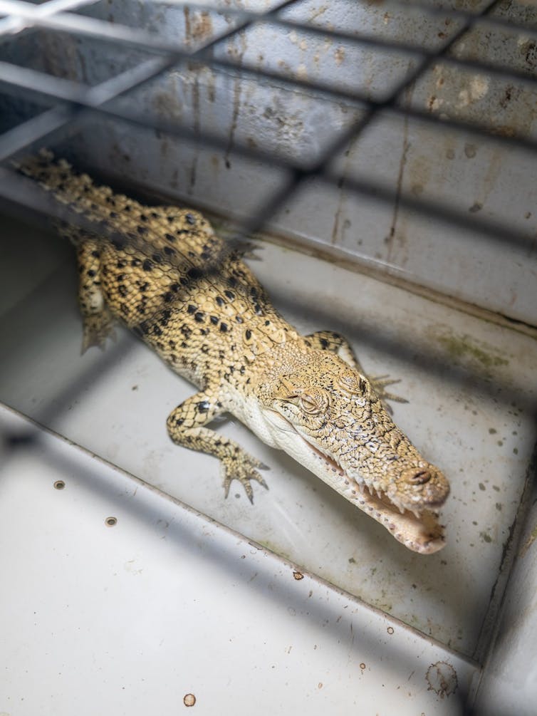 A farmed crocodile pictured in a small cage
