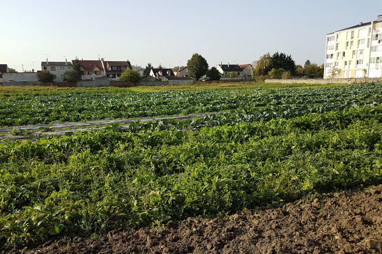 Culture maraichère en Île-de-France