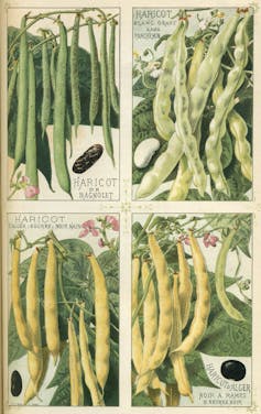 Variétés de haricots (Phaseolus vulgaris) publiées dans Les plantes potagères Vilmorin-Andrieux et Cie, 1891