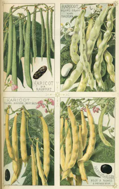 Variétés de haricots (Phaseolus vulgaris) publiées dans Les plantes potagères Vilmorin-Andrieux et Cie, 1891