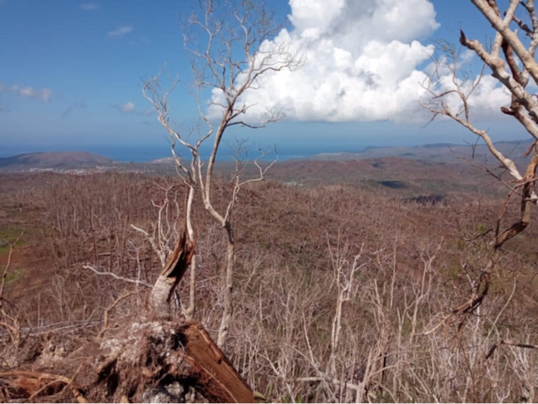 Forêt de Majimbini (RNN des forêts) le 31 Décembre 2024, après le passage du cyclone, montrant une destruction très marquée de la végétation avec des arbres brisés et une perte presque totale du feuillage